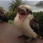 Bad Joke Kookaburra