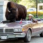 Buffalo in a car