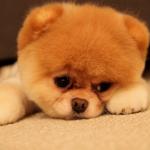 Sad puppy