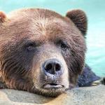 Sad Bears