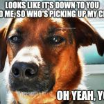 LOOKS LIKE IT'S DOWN TO YOU AND ME, SO WHO'S PICKING UP MY CRAP OH YEAH, YOU | image tagged in dog,judgemental,funny,puppy,cute | made w/ Imgflip meme maker