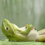relax frog