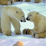 Polar bear finding neverland meme