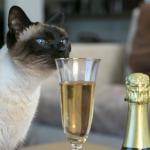 cat with champagne flute meme