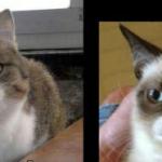 grumpy cat and high cat meme