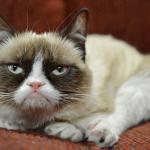 Grumpy Cat New Year