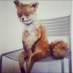 Awkward fox