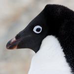 Ppenguin