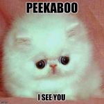 dumb kat | PEEKABOO I SEE YOU | image tagged in dumb kat | made w/ Imgflip meme maker