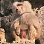 baboon