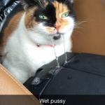 Pussy