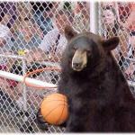 Bad Sports Bear