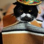 mewmexico