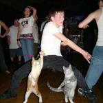 Cats Dancing meme
