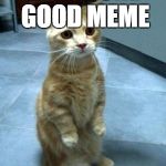 begging cat | NEEDS ONE GOOD MEME WITH 200+ POINTS | image tagged in begging cat | made w/ Imgflip meme maker