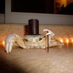 Fancy crab