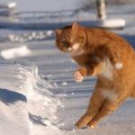 Happy dance cat