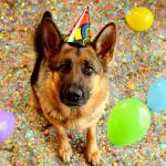 Birthday Shepherd