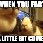 When you fart...and a little bit comes out—Stunned Bun | WHEN YOU FART AND A LITTLE BIT COMES OUT | image tagged in stunned bun,animals,pets,memes,funny | made w/ Imgflip meme maker