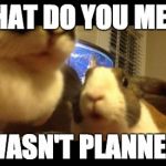 What do you mean I wasn't planned? —Stunned Bun | WHAT DO YOU MEAN I WASN'T PLANNED? | image tagged in stunned bun,animals,memes,pets,funny | made w/ Imgflip meme maker