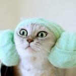 Cat With Ear Muffs. meme