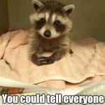 Racoon | I have an idea! You could tell everyone I was a puppy! | image tagged in racoon | made w/ Imgflip meme maker