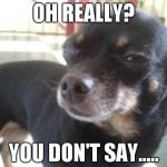 Skeptical Chihuahua | OH REALLY? YOU DON'T SAY..... | image tagged in skeptical chihuahua | made w/ Imgflip meme maker