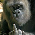 gorilla middle finger meme