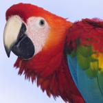 Maladaptive Daydream Macaw Meme Generator - Imgflip
