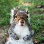 Princeton squirrel