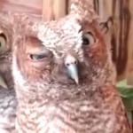 Drunken owl approves