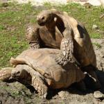 Tortoise Quickie meme