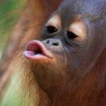 Orangutang Kiss