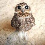 Cute Owl meme