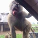 Licking monkey meme