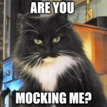 Gwen the evil cat | ARE YOU MOCKING ME? | image tagged in gwen the evil cat | made w/ Imgflip meme maker