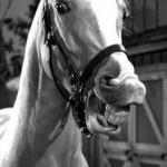 mr. ed