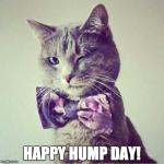 Hump Day Cat