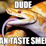high af snake | DUDE I CAN TASTE SMELLS | image tagged in high af snake | made w/ Imgflip meme maker
