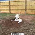 regret dog | I SHOULD BUY A SHOVEL | image tagged in regret dog | made w/ Imgflip meme maker