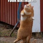 dancing cat | IT'S YOUR BIRTHDAY...IT'S YOUR BIRTHDAY... | image tagged in dancing cat | made w/ Imgflip meme maker