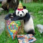 Panda Birthday meme