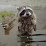 raccoon bro