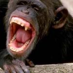 Laughing chimp