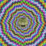 Hypno cat