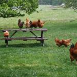 Free Range Chickens