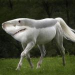 Shark Horse meme