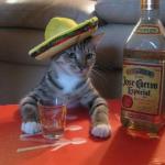alcohol cat meme