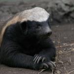 Honey badger