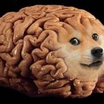 doge braine
